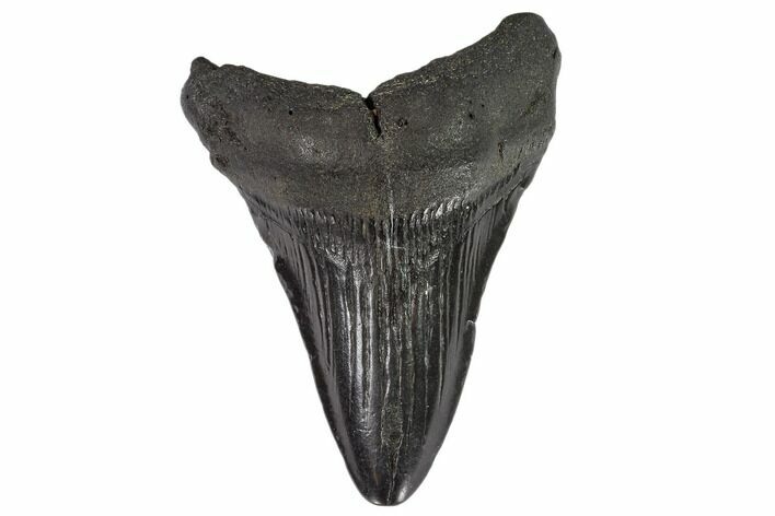 Fossil Megalodon Tooth - North Carolina #108908